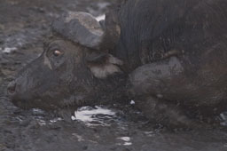 Buffalo (mud bath)